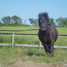 Shetlænder Beauty