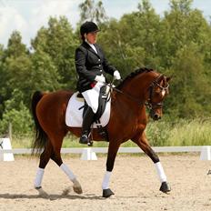 Arabisk fuldblod (OX) MB Karatt