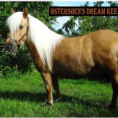 Shetlænder Østersøen's Dream Keeper