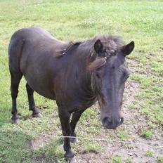 Anden særlig race Dixie savnet (RIP) :'(