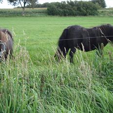 Anden særlig race Dixie savnet (RIP) :'(