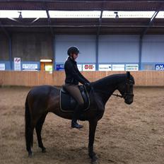 Dansk Varmblod Zaino