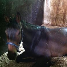 Dansk Varmblod Zaino