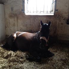 Dansk Varmblod Chanel - The neller mus <3