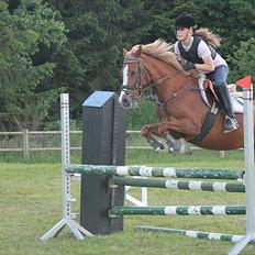 Welsh Cob (sec D) Money Penny solgt :'( <3