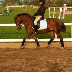 Anden særlig race Blanca