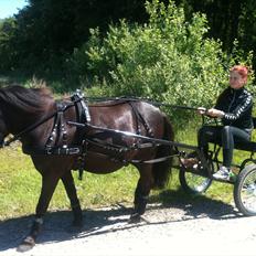 Anden særlig race Mr. Amarni Black Code