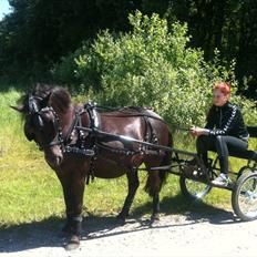 Anden særlig race Mr. Amarni Black Code