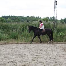 Hollandsk Varmblod Seja