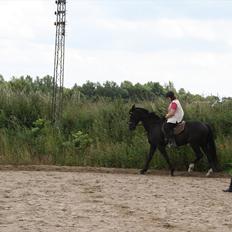 Hollandsk Varmblod Seja