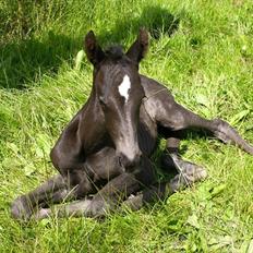 Dansk Varmblod Lillegårdens Fancy Dancer