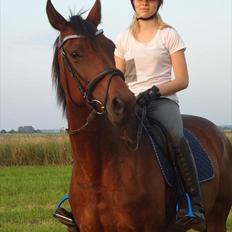 Dansk Varmblod - Fairline