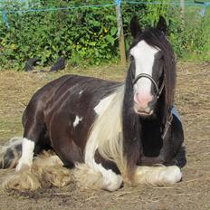 Tinker Shakila´s Shadow