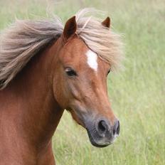 Welsh Partbred (Sec F) Golden Midnight's Fiona SOLGT