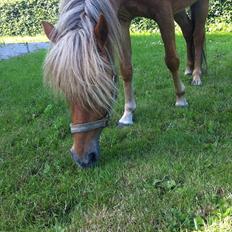 Welsh Partbred (Sec F) Golden Midnight's Fiona SOLGT