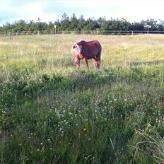 Welsh Partbred (Sec F) Golden Midnight's Fiona SOLGT