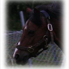 Welsh Mountain (sec A) jolly jumper [rideskole]