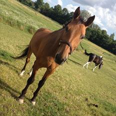 Anden særlig race † Indicano La Strada (indy) R.I.P†