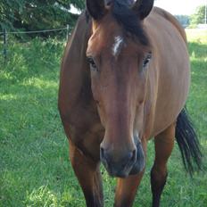 Dansk Varmblod Van Light