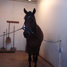 Dansk Varmblod Van Light