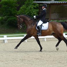 Dansk Varmblod Swingking havdal