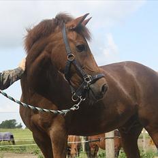 New Forest Berktzicht Ronald (Bruce) R.I.P 
