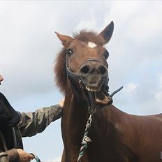 New Forest Berktzicht Ronald (Bruce) R.I.P 