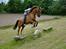 Hollandsk Sportspony Cesar solgt :( - The last day - you will always be the best baby 