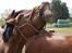 Trakehner Starwind