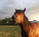 Connemara Baltazar The Superstar