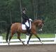 Anden særlig race Millenium Star    -Dressur stjerne<3