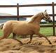Welsh Partbred (Sec F) Amigo Utah (Miss Goldie) *SOLGT*