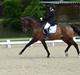 Dansk Varmblod Swingking havdal