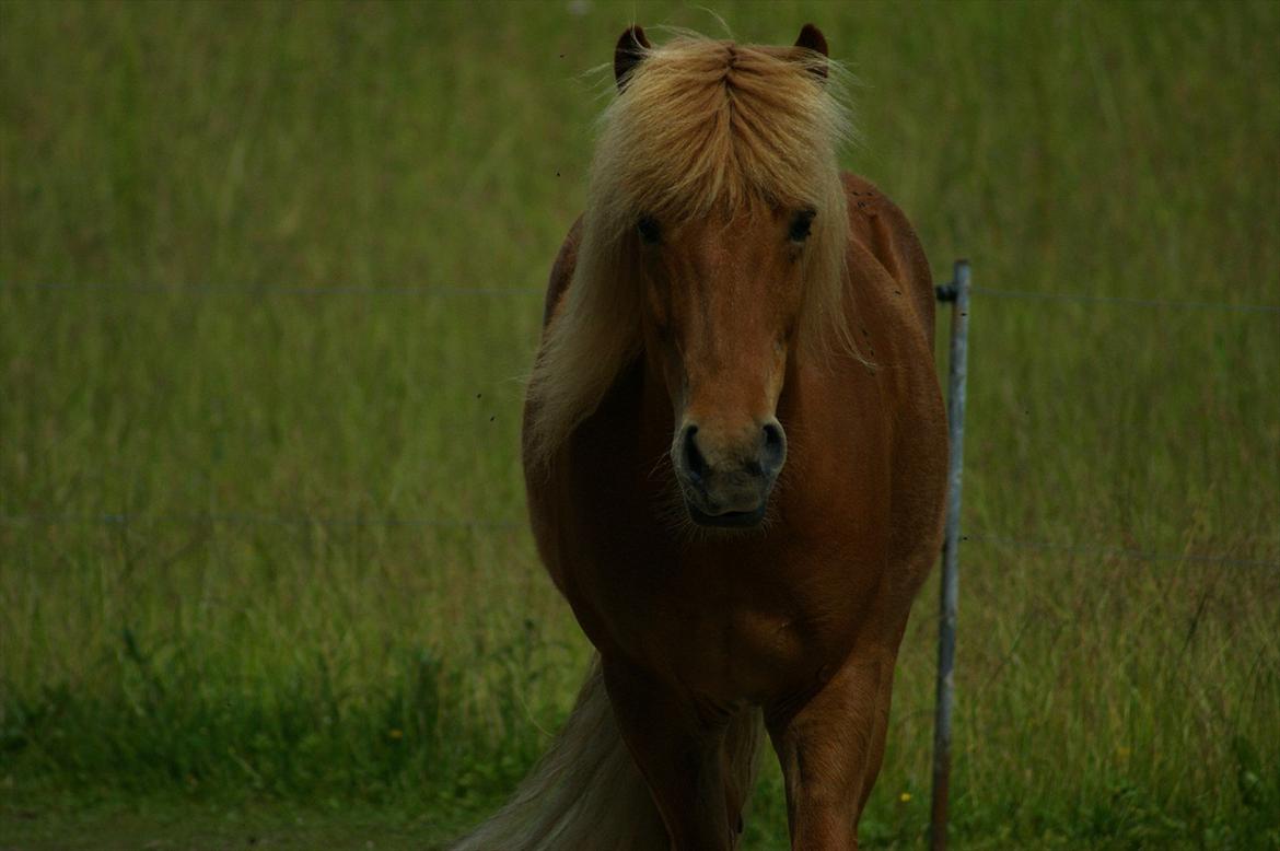 Islænder Stjarni billede 17