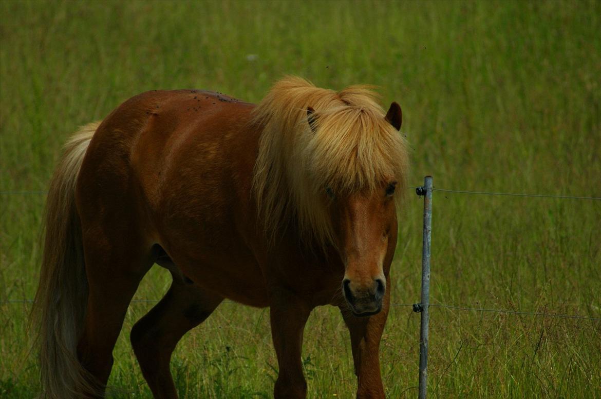 Islænder Stjarni billede 9