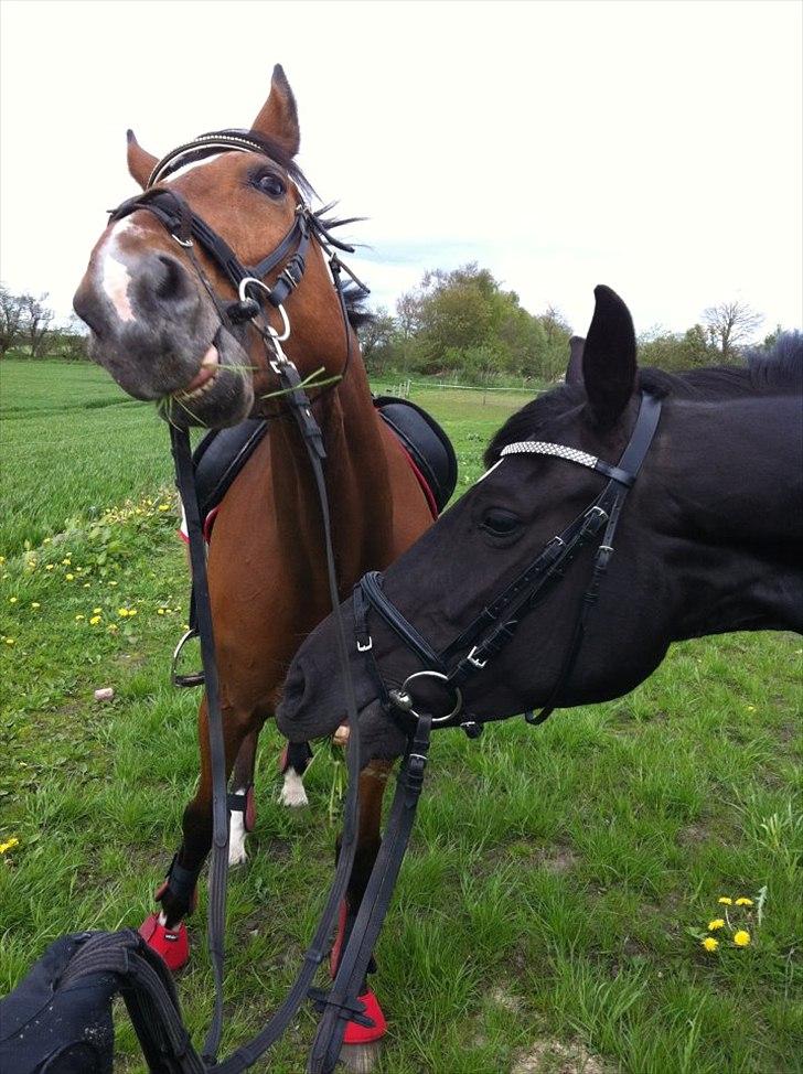 Dansk Varmblod Bella Donna<3 - Lé Monty & bells :-D billede 4