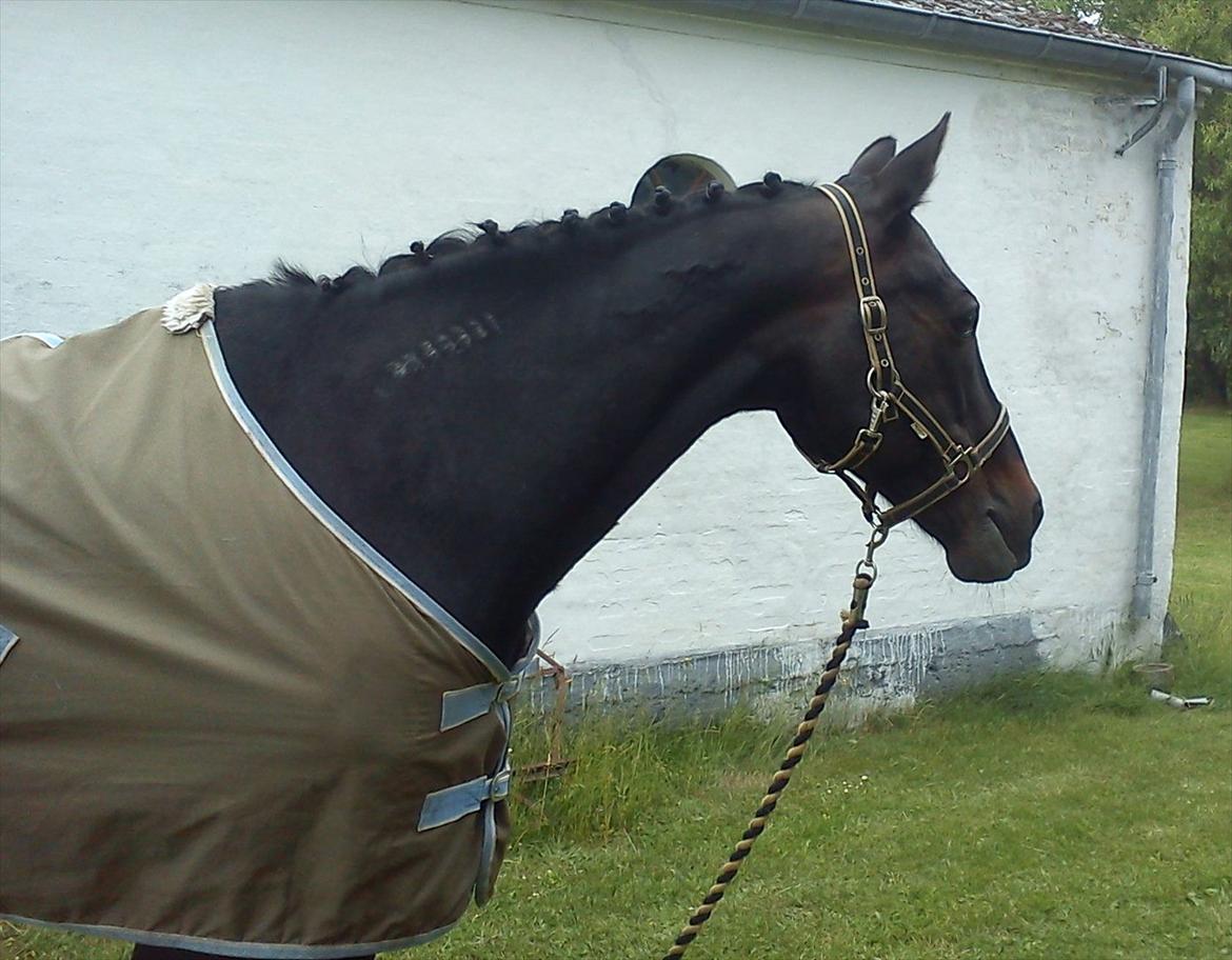 Traver Cyrano "Himmelhest" - Står og venter på traileren, torsdag (:
- Dyrskue 2012
Foto: Mig billede 13