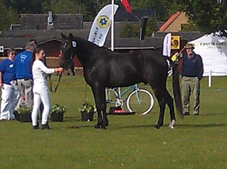 Traver Cyrano "Himmelhest" - Bedømmelse i store ring, fik 23 point (:
Foto: Mor billede 14