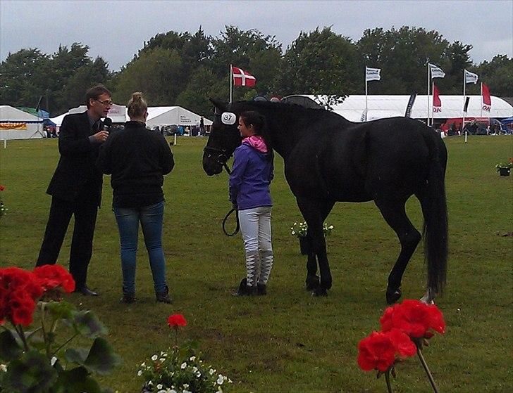 Traver Cyrano "Himmelhest" - Ærepræmie overraskelse i store ring søndag
Foto: Moar  billede 15