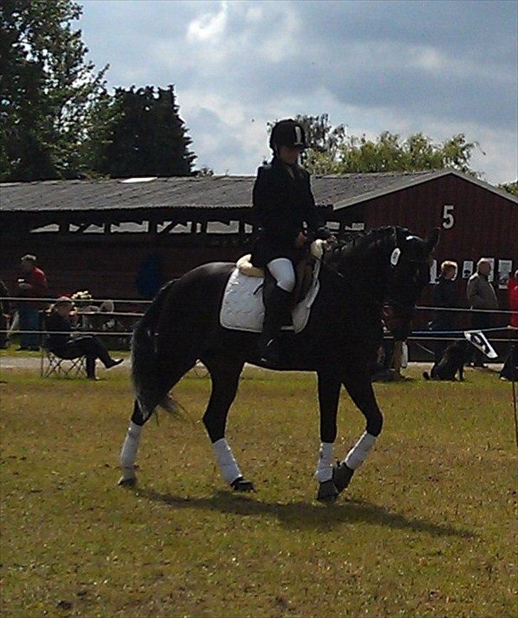 Traver Cyrano "Himmelhest" - Traver show - dressur hesten
Foto: Mor billede 16