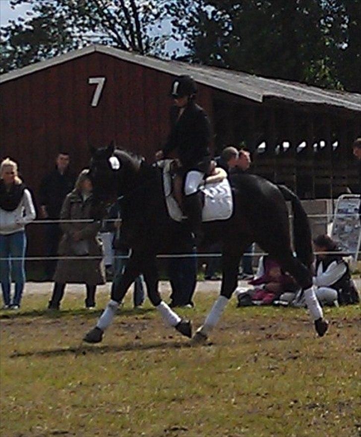 Traver Cyrano "Himmelhest" - Traver show - dressur hesten
Foto: Mor billede 17