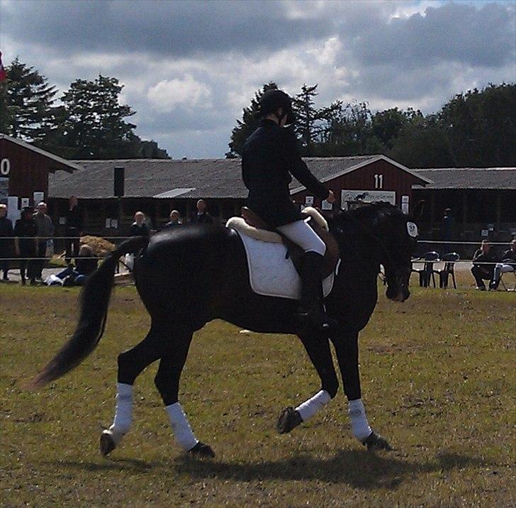 Traver Cyrano "Himmelhest" - Traver show - dressur hesten, han gik som en drøm den weekend
Foto: Moar billede 18