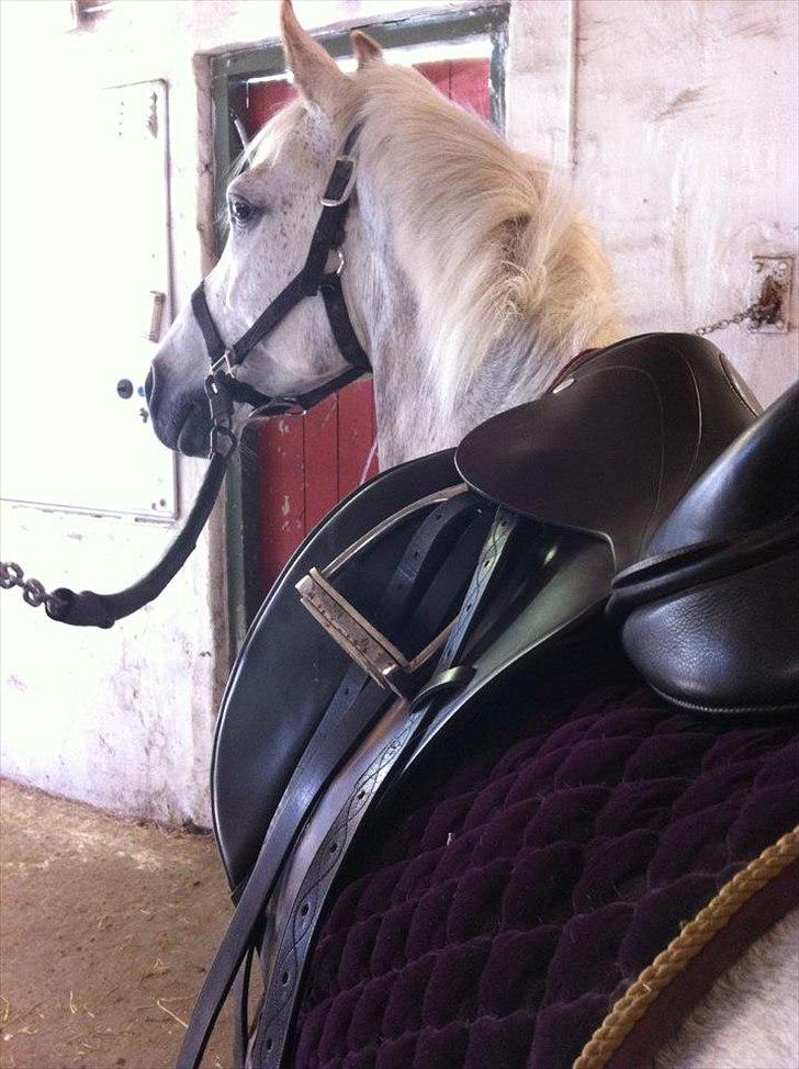 Connemara Teglstrups Samos billede 18