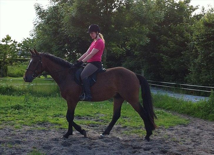 Anden særlig race Johannesgaards Kassim - Nu er man så småt ved at blive en rigtig ridehest:0) billede 15