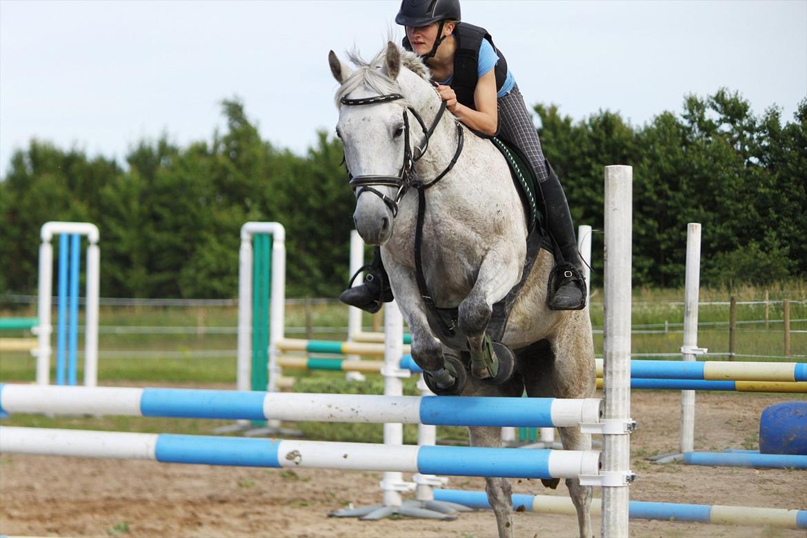 Connemara - Hedegårdens Junker |B-pony| - Springtræning i 3 kombination LA** billede 12