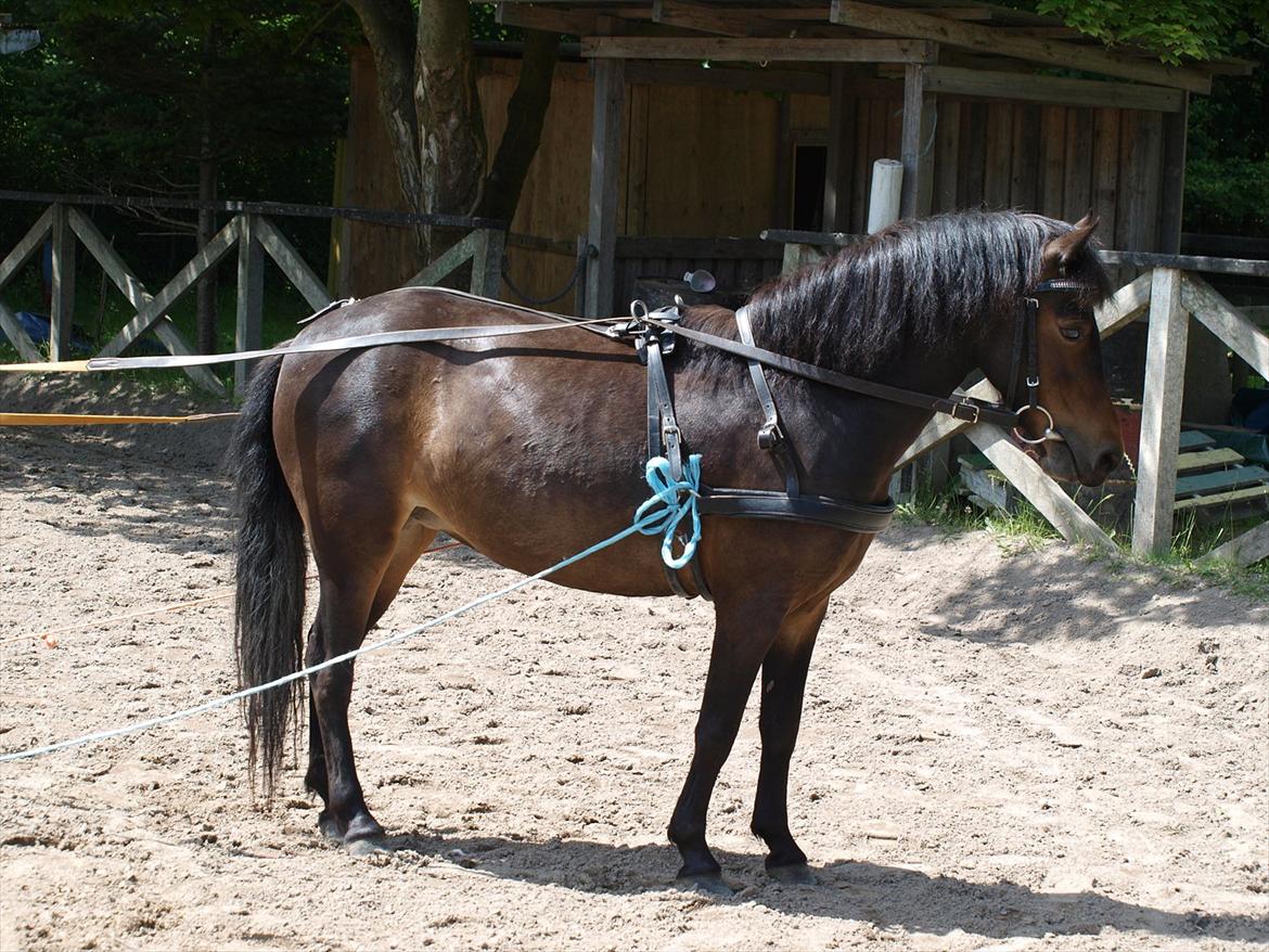 Dartmoor Klostermarkens Atlanta billede 4