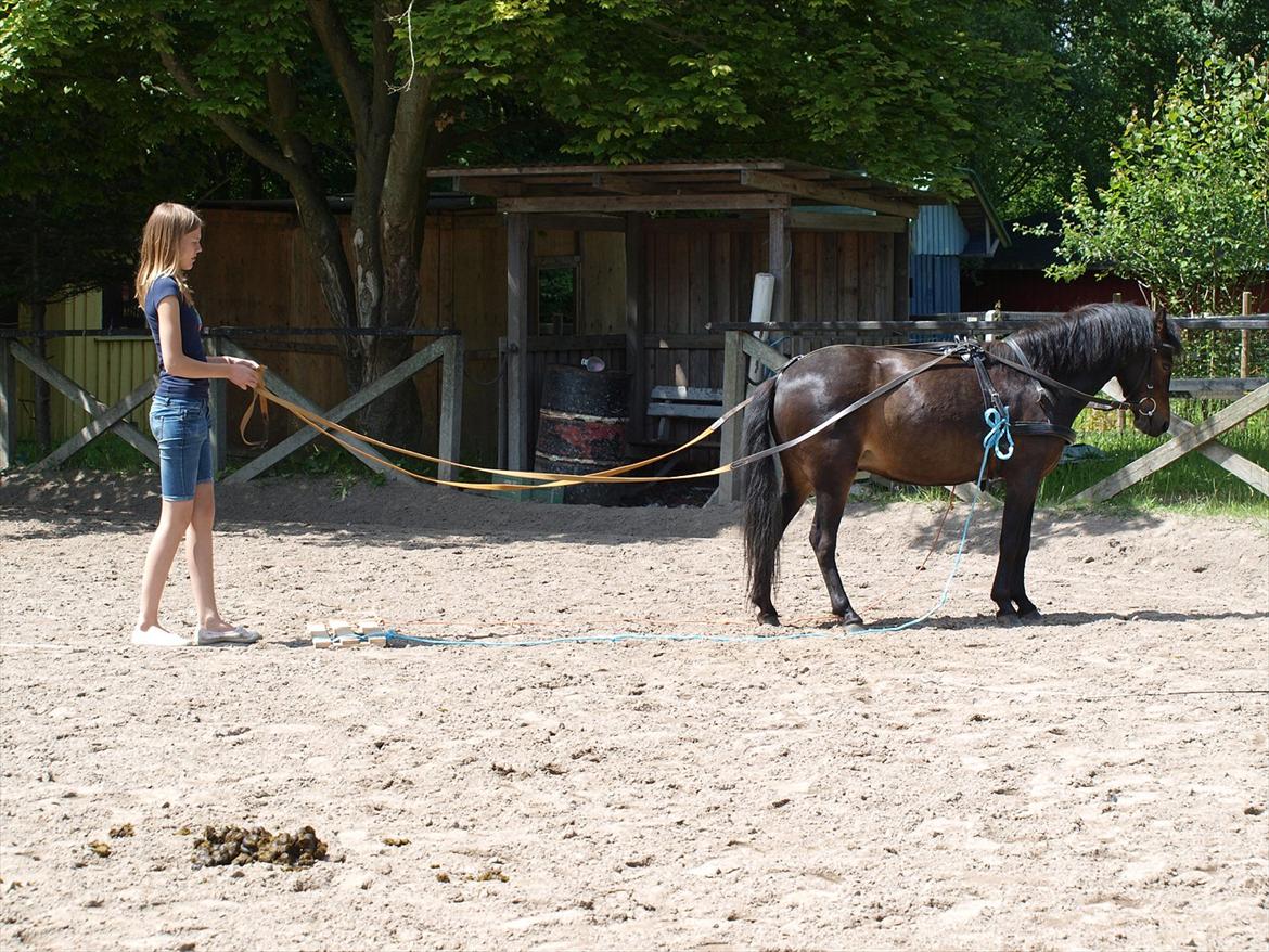 Dartmoor Klostermarkens Atlanta - Mette og Atlanta, træning med køresele :D billede 12