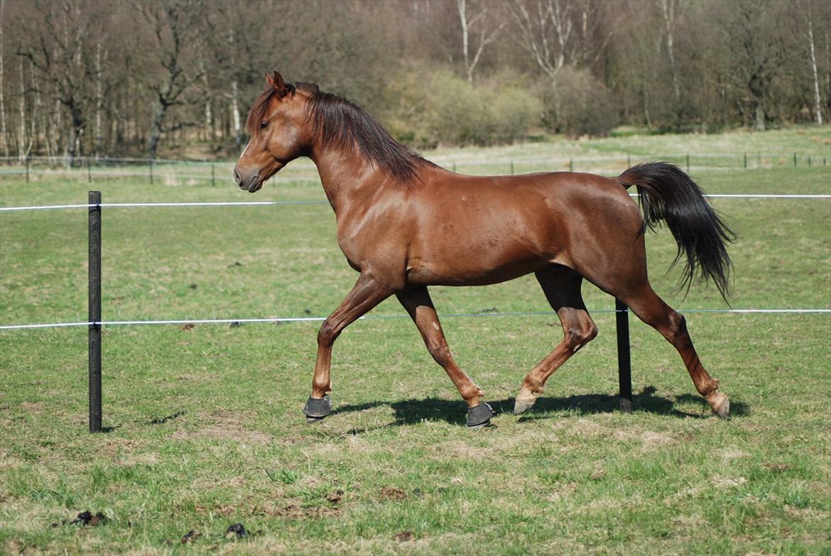 Arabisk fuldblod (OX) CA Psytan tidl. Hest  billede 11