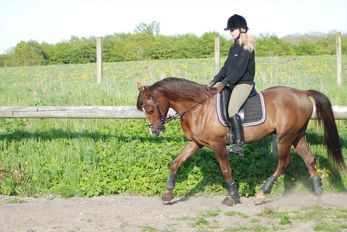 Arabisk fuldblod (OX) CA Psytan tidl. Hest  billede 14
