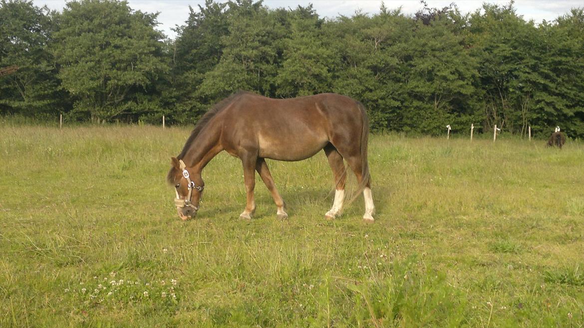 Welsh Mountain (sec A) Petra’s Dienie (Daisy) <3 - Dukkens ryg er på vej den rigtige vej :) Hun må gerne tage lidt mere på, både i muskler og fedt :) billede 7